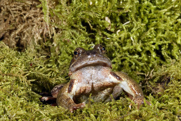 Rana temporaria / Grenouille rousse