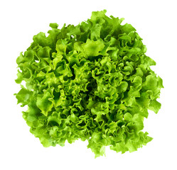 Batavia head of lettuce from above on white background. Also French or summer crisp. Fresh bright green salad head with crinkled leaves and a wavy leaf margin. Isolated macro food photo close up.