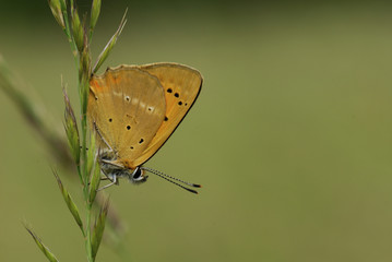 Thersamolycaena alciphron / Cuivré mauvin