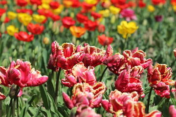 Botanical Garden "Nikitinsky"