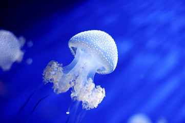 Genoa, Italy - white jellyfish in aquarium