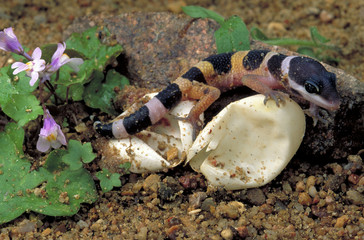 Eublepharis macularius / Gecko léopard