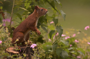 Sciurus vulgaris / Ecureuil roux