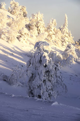 Frozen spruce in the mountains in the sunset