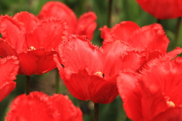 Fototapeta premium Botanical Garden 