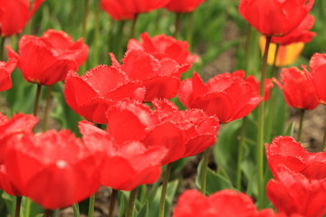 Obraz premium Botanical Garden 