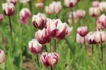 Botanical Garden "Nikitinsky"
