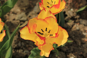 Botanical Garden "Nikitinsky"