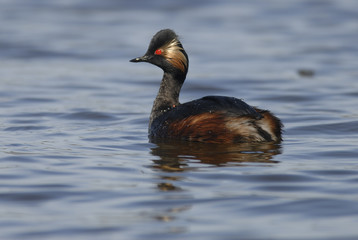 Podiceps nigricollis / Grébe à cou noir