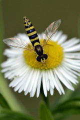 Sphaerophoria scripta / Syrphe porte plume