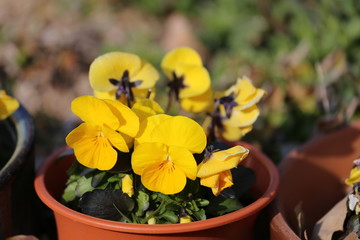 馬見丘陵公園のパンジー