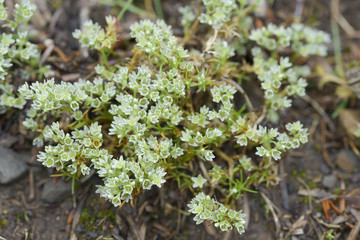 Scleranthus perennis / Gnavelle vivace / Scléranthe vivace