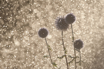 Echinops ritro / Echinops azurée