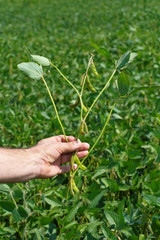 farmer with soy plant