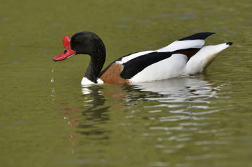 Tadorna tadorna / Tadorne de Belon