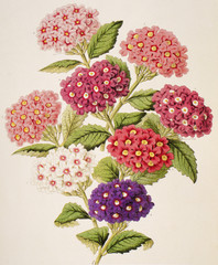 Illustration botanique / Verbena x / Verveine