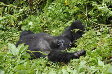 Obraz na płótnie Canvas Gorilla gorilla beringei : Gorille de montagne