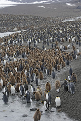 Obraz premium Aptenodytes patagonicus / Manchot royal