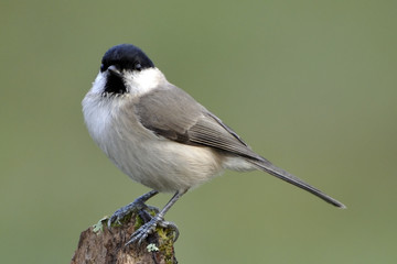 Parus palustris / Poecile palustris / Mésange nonnette