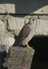 Falco tinnunculus / Faucon crécerelle