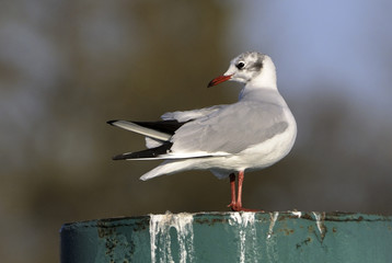 Larus ridibundus / Mouette rieuse