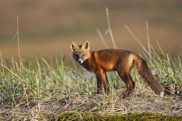 Vulpes vulpes / Renard roux