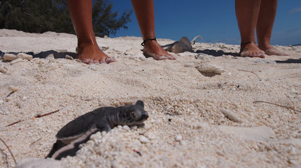 Baby turtles crawling along sand towards ocean