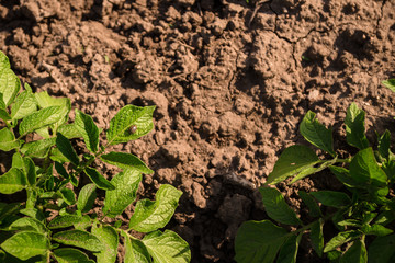 potato bushes. Field