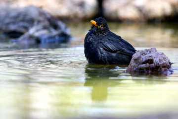 Male of Common blackbird. Turdus merula