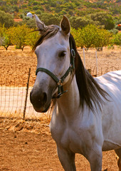 Closeup of precious white mare (2)