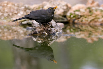 Female of Common blackbird. Turdus merula