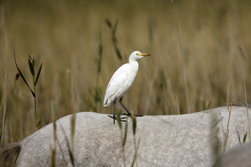 Bubulcus ibis / Héron garde bœufs