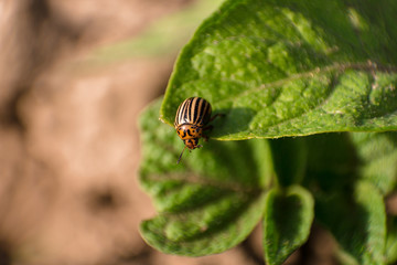 Colorado beetle close up