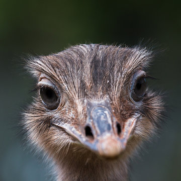 Up close with an Emu
