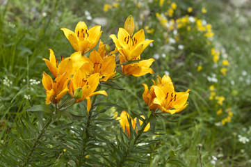 Lilium croceum / Lis orangé / Lis faux safran