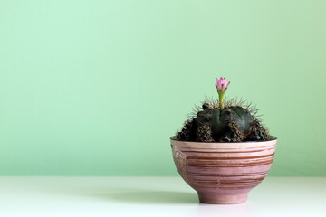 Ornamental Cactus Plant with Pink Flower 