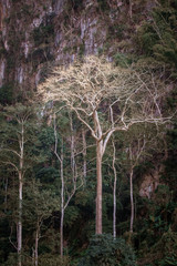 Majestic giant jungle tree symbol of verticality, amazing forest background