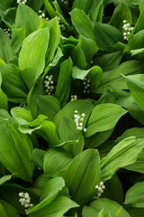 Cercles muraux Muguet lily of the valley