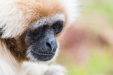 Portrait of a white-handed gibbon