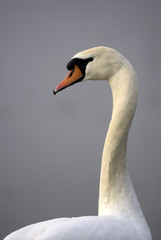 Cygnus olor / Cygne tuberculé