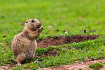 Naklejka na ściany i meble Prairie marmot feeding