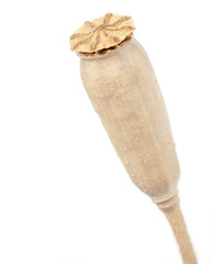 Papaver dubium / Pavot douteux