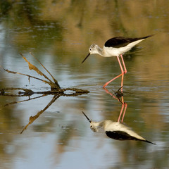 Himantopus himantopus / Echasse blanche