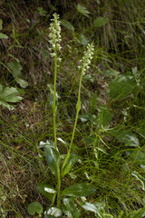 Leucorchis albida / Orchis blanchâtre