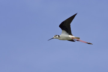 Himantopus himantopus / Echasse blanche