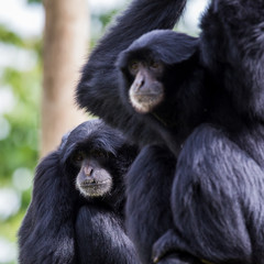 Siamang square crop