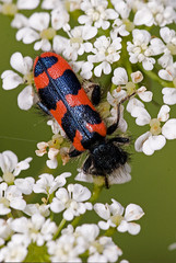 Trichodes alvearius / Clairon des ruches