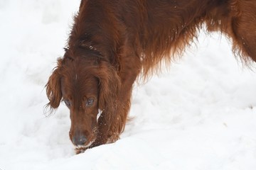 Dog breed Irish Red setter