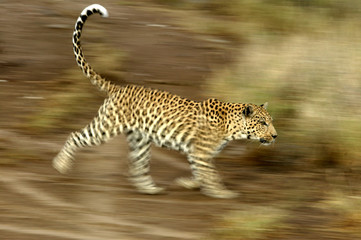 Panthera pardus shortridgei / Léopard / Panthère