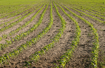 Fototapeta na wymiar agriculture field with rows of young green plants